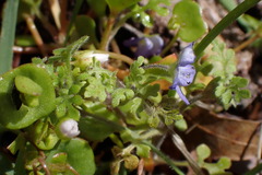 Nemophila pulchella