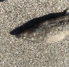 Whip Eel photo 2