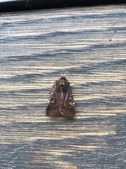 Austramathes purpurea