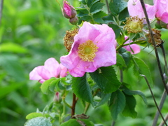 Rosa