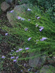 Penstemon dasyphyllus