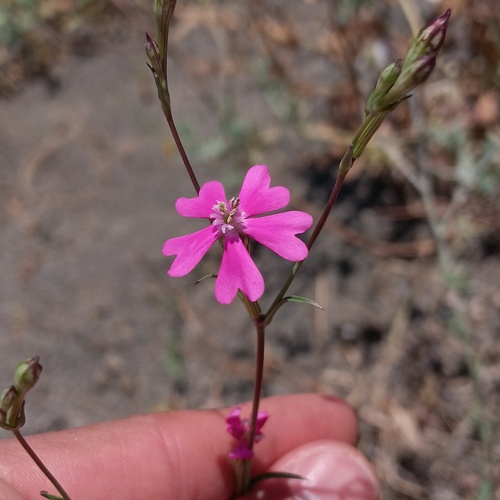 Silene reticulata