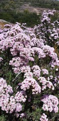 Verticordia plumosa, photograph (c) Carmon, some rights reserved (CC BY-SA)