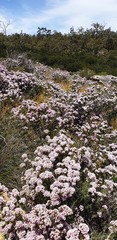 Verticordia plumosa, photograph (c) Carmon, some rights reserved (CC BY-SA)
