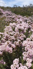 Verticordia plumosa, photograph (c) Carmon, some rights reserved (CC BY-SA)