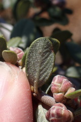 Ceanothus pauciflorus