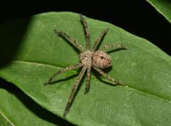 Polybetes rapidus