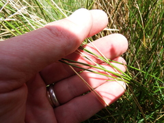Juncus imbricatus