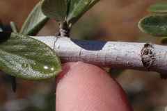 Ceanothus pauciflorus