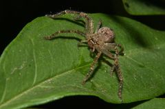 Polybetes rapidus