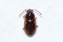Elaphropus incurvus