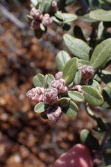 Ceanothus pauciflorus