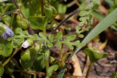 Nemophila pulchella