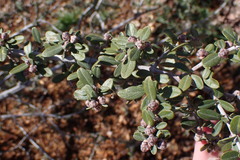 Ceanothus pauciflorus