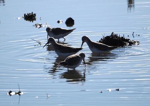 iNaturalist image