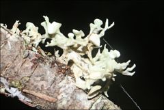 Ramalina inflata