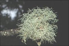 Usnea inermis