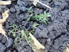 Centipeda minima minima