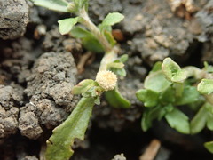 Centipeda minima minima