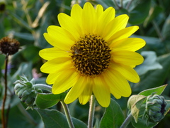 Helianthus mollis