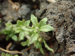 Centipeda minima minima