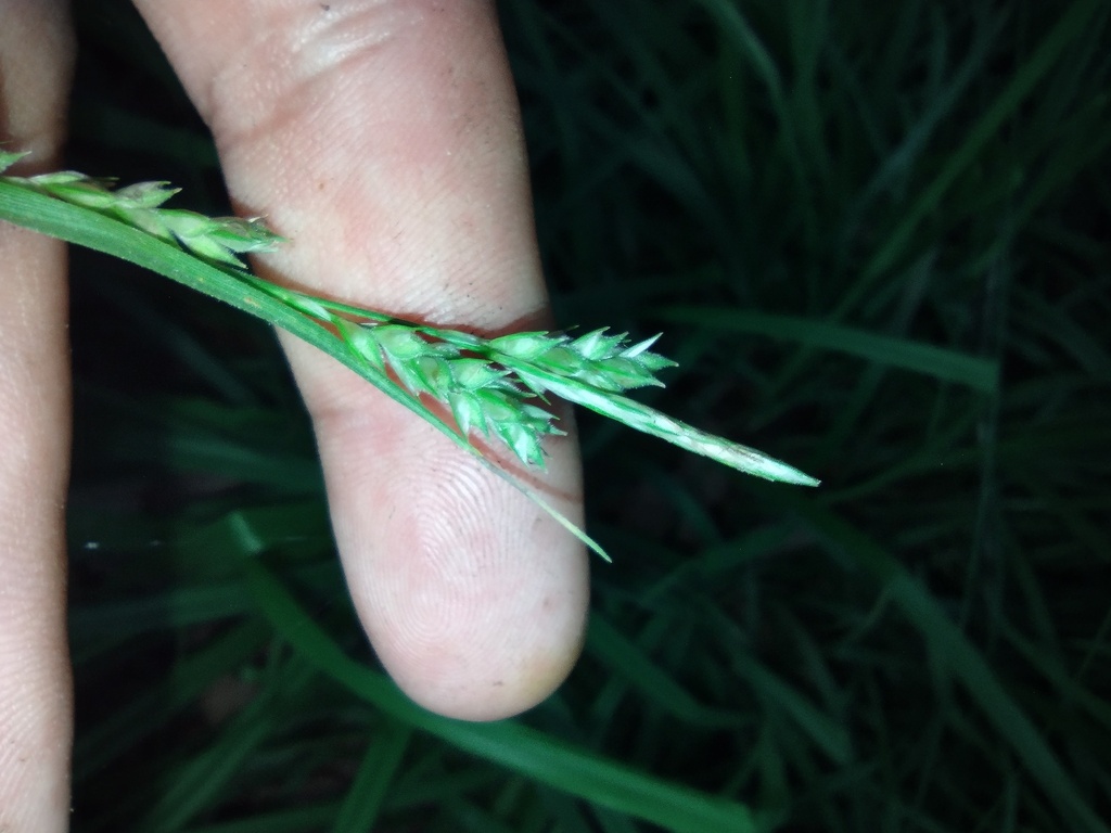 Carex hirtifolia; photograph author not stated, no rights reserved