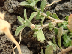 Centipeda minima minima