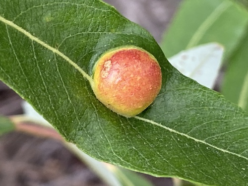 iNaturalist observation photo of Willow Apple Gall Sawfly