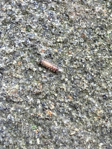 Bristly Millipede photo 6
