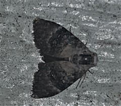 Acatapaustus leucospila