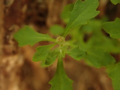 Centipeda minima minima