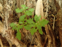 Centipeda minima minima