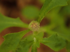 Centipeda minima minima