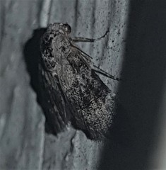 Acatapaustus leucospila