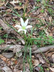 Zephyranthes atamasco
