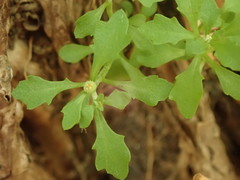 Centipeda minima minima