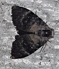 Acatapaustus leucospila