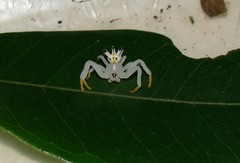 Epicadus heterogaster