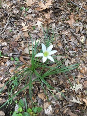 Zephyranthes atamasco