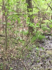 Zephyranthes atamasco