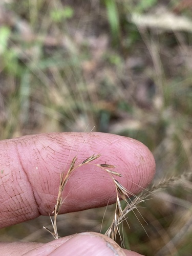 Enteropogon unispiceus observed 2026-05-27