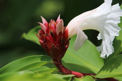 Dolichoderus bispinosus