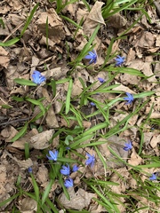 Scilla siberica