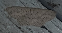 Cyclophora turneri