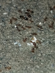 Pheidole