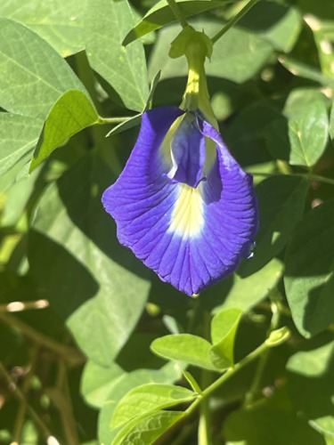 Blue Pea