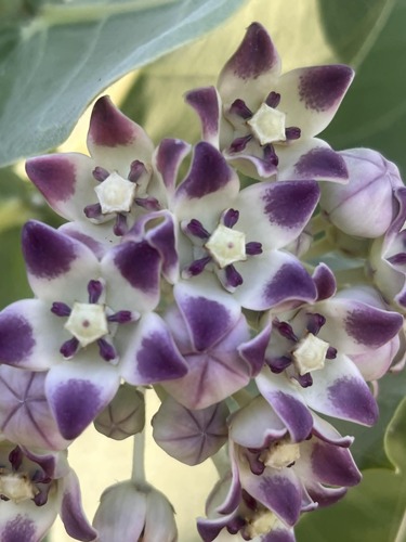 giant milkweed