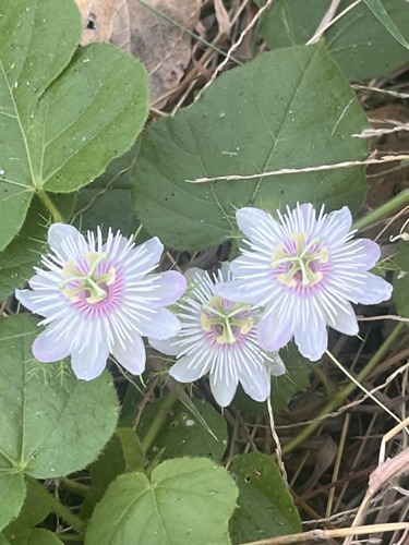 Orangefruit Passionflower