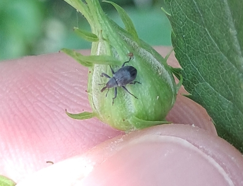 Strawberry blossom weevil, 6114 RG Susteren, Países Baixos, photo 5 of 10