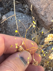Eriogonum trichopes